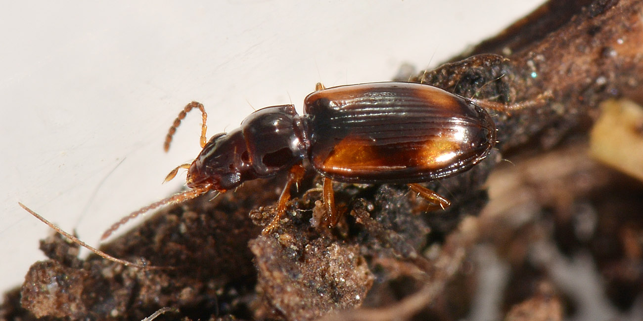 Carabidae:  Paratachys sp.?  No, Tachyura sp.